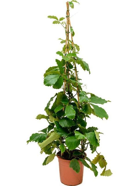Tetrastigma voinierianum