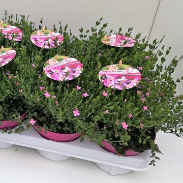 Boronia crenulata 'Pink Pearl'