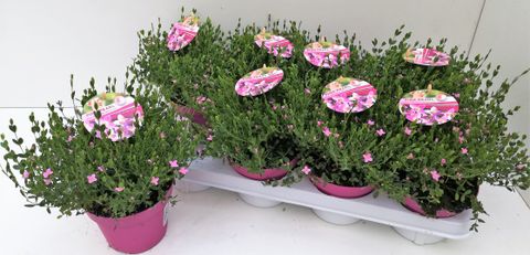 Boronia crenulata 'Pink Pearl'