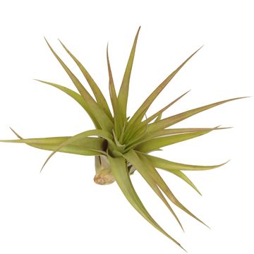 Tillandsia multiflora