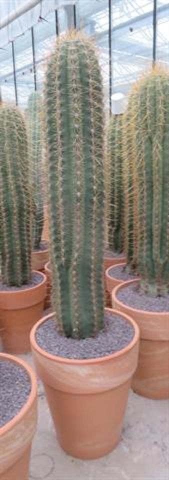 Leucostele terscheckii