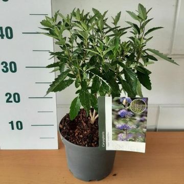 Caryopteris x clandonensis GRAND BLEU