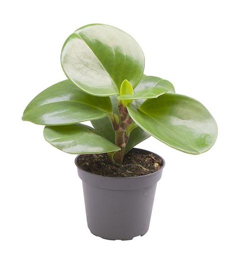 Peperomia obtusifolia