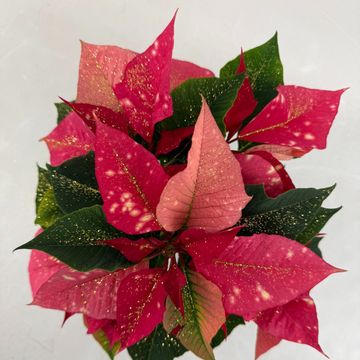 Euphorbia pulcherrima FANTASY STAR PINK