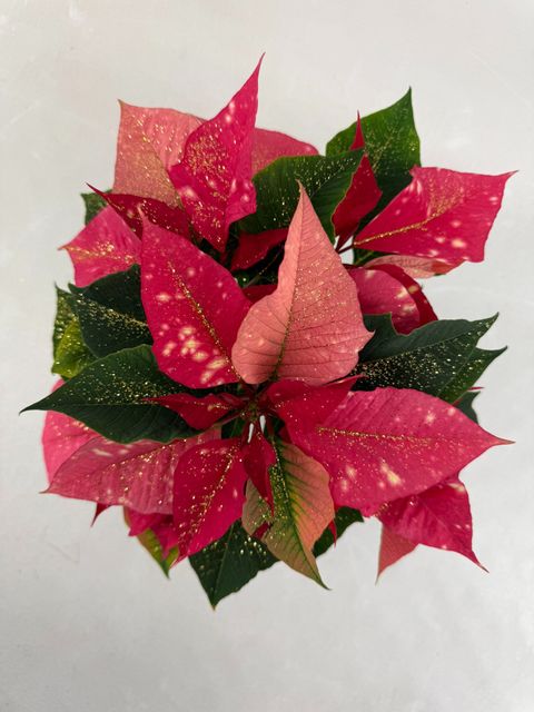 Euphorbia pulcherrima FANTASY STAR PINK