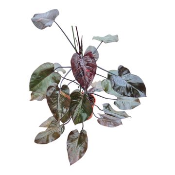 Philodendron 'Orange Princess'