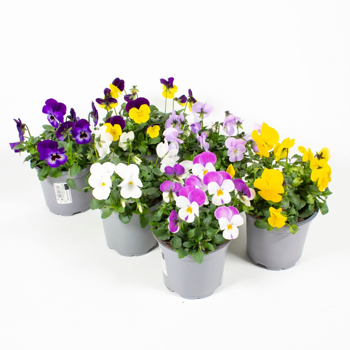 Viola CORNUTA MIX — Plant Wholesale FlorAccess