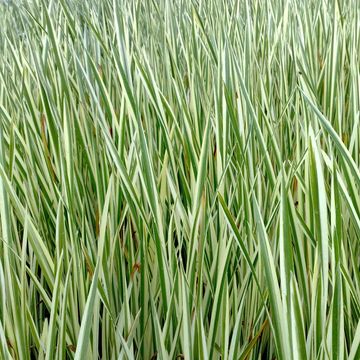 Acorus calamus 'Variegatus'