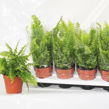 Nephrolepis exaltata 'Boston Blue Bell'