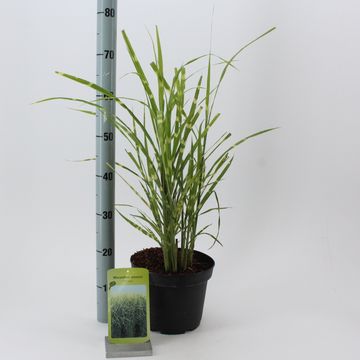 Miscanthus sinensis 'Стриктус'