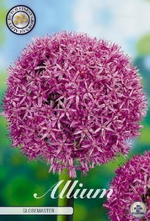 Allium 'Globemaster'