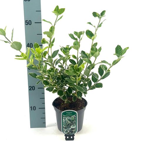 Euonymus japonicus 'Albomarginatus'
