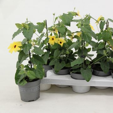 Thunbergia alata 'Yellow Dark Eye'