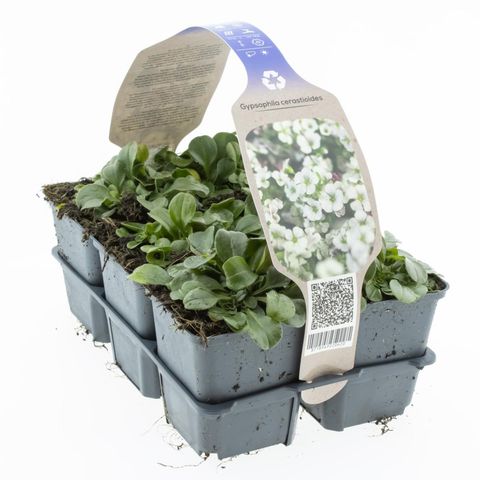 Gypsophila cerastoides