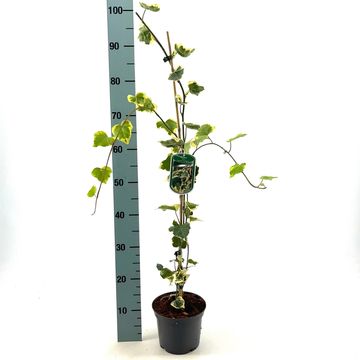 Hedera colchica 'Dentata Variegata'