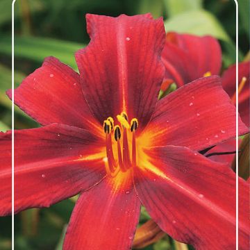 Hemerocallis 'Crimson Pirate'