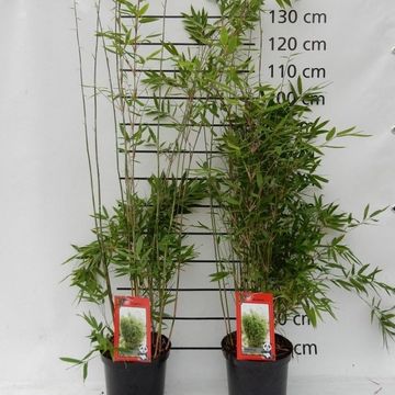 Fargesia 'Winter Joy'