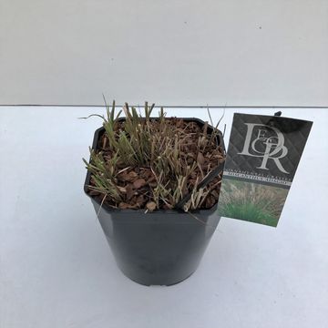 Miscanthus sinensis 'Adagio'