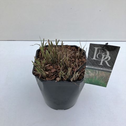 Miscanthus sinensis 'Adagio'