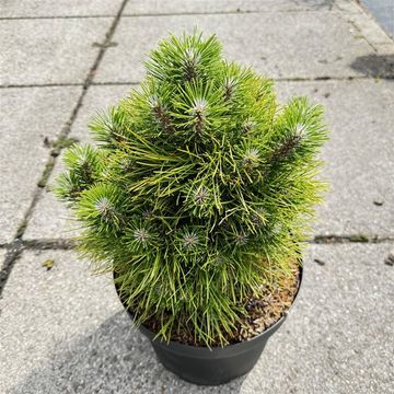 Pinus tabuliformis 'Shenyang'