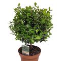 Myrsine africana