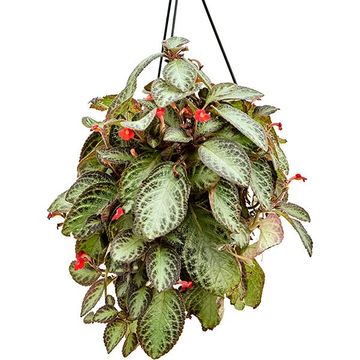 Episcia cupreata