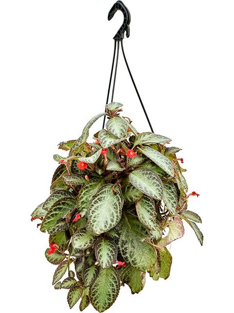 Episcia cupreata