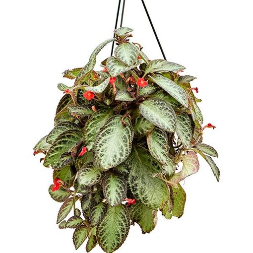 Episcia cupreata