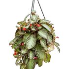 Episcia cupreata