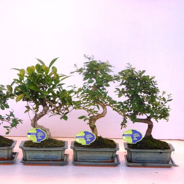 Bonsai MIX
