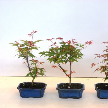 Acer palmatum 'Beni-maiko'