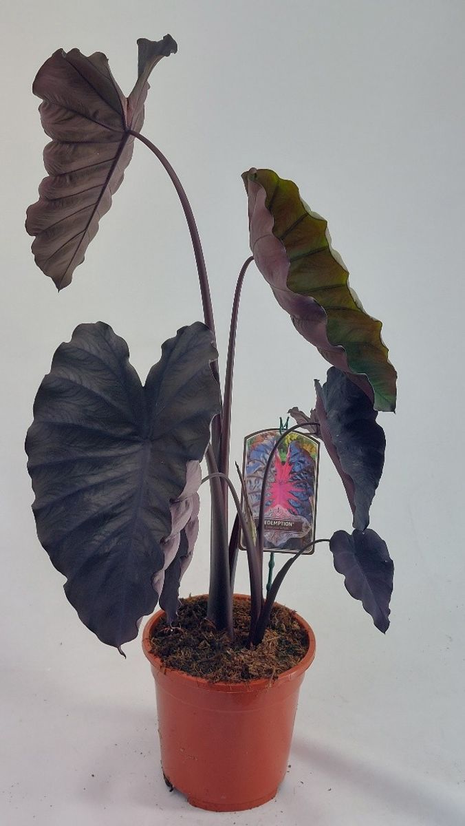 Colocasia 'Redemption' — Plant Wholesale FlorAccess