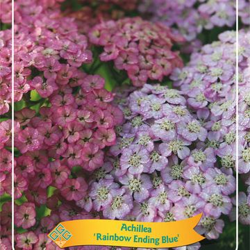 Achillea millefolium RAINBOW ENDING BLUE