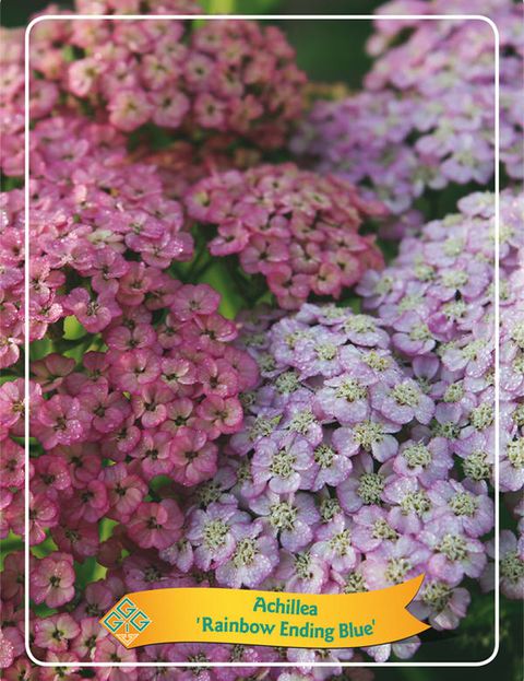 Achillea millefolium RAINBOW ENDING BLUE