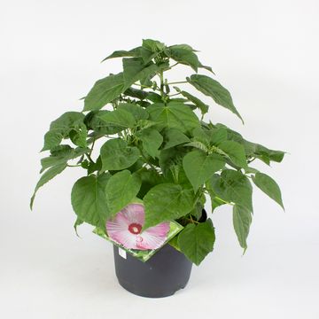 Hibiscus moscheutos LUNA MIX