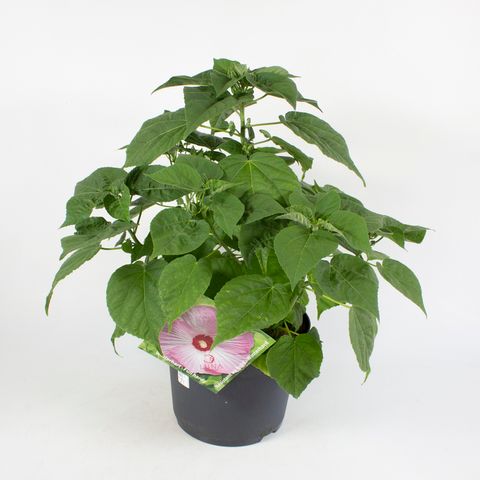 Hibiscus moscheutos LUNA MIX