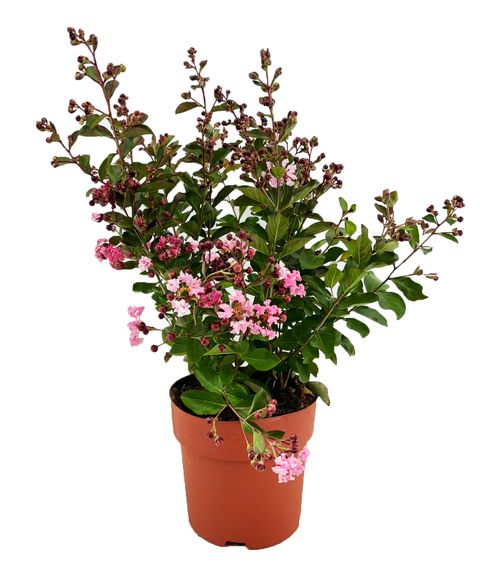 Lagerstroemia indica MIX