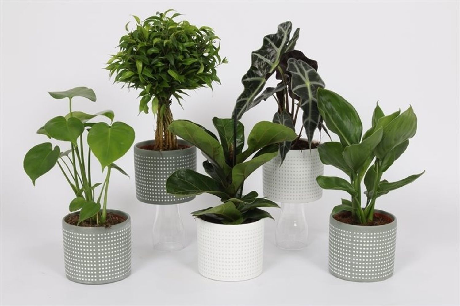 Houseplants MIX — Plant Wholesale FlorAccess