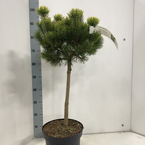 Pinus mugo 'Ophir'