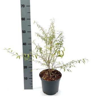 Lycium barbarum LITTLE GOJI