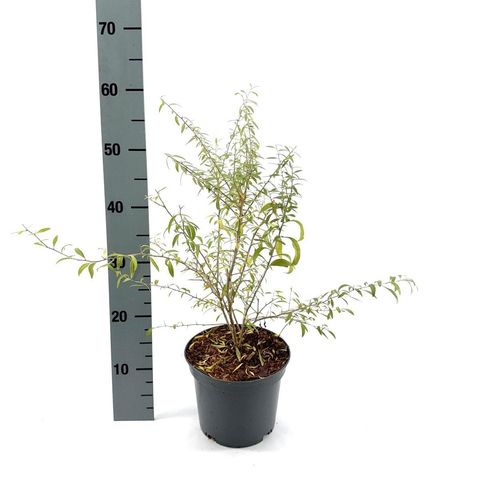 Lycium barbarum LITTLE GOJI