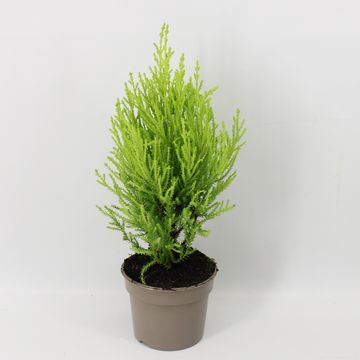 Cupressus macrocarpa 'Goldcrest Wilma'