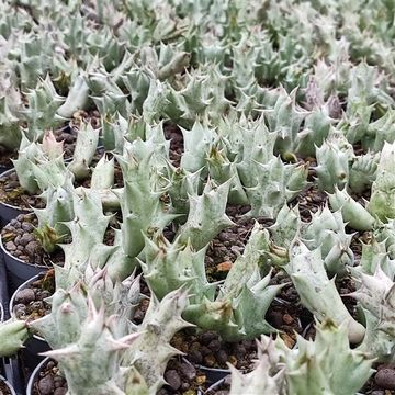 Caralluma hesperidum