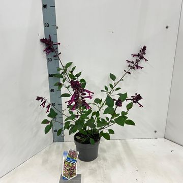 Salvia LOVE AND WISHES