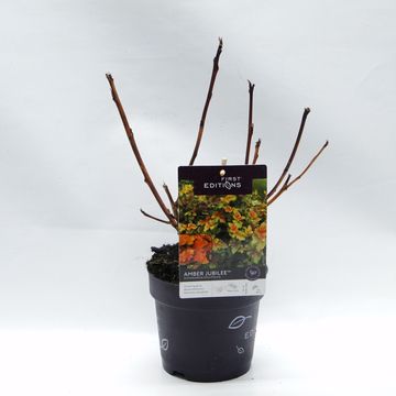 Physocarpus opulifolius AMBER JUBILEE
