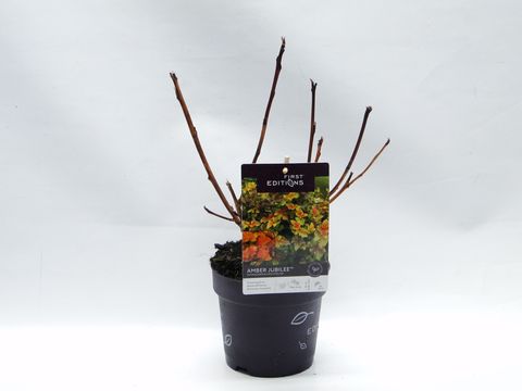 Physocarpus opulifolius AMBER JUBILEE
