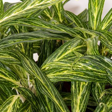 Aglaonema 'Sunray Green'