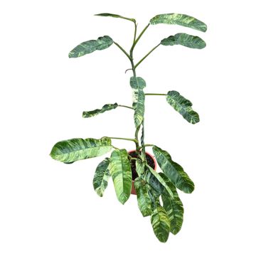 Epipremnum giganteum 'Variegata'