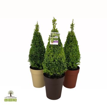 Buxus sempervirens