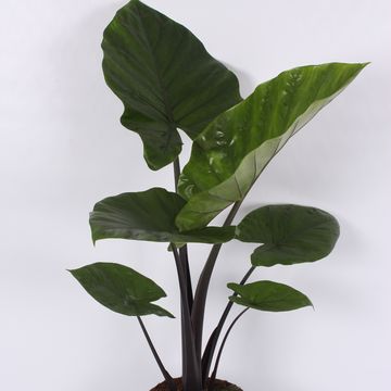 Alocasia 'Dark Star'